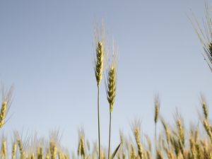 O SOL NO TRIGO VERDE