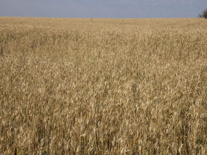 FAZENDA DE TRIGO
