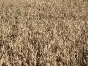 O CAMPO DE TRIGO II