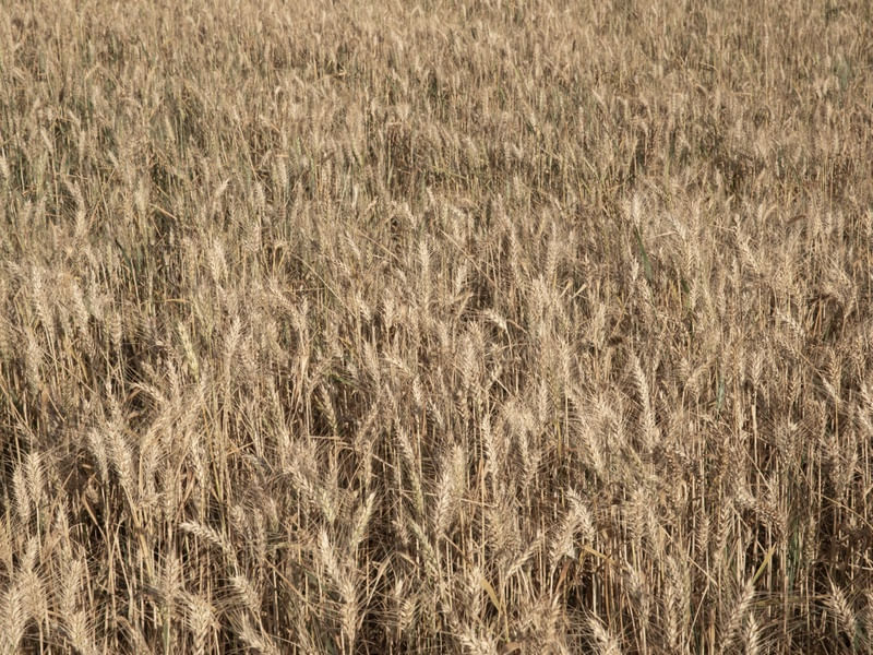O CAMPO DE TRIGO II