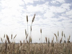 O CAMPO DE TRIGO 03