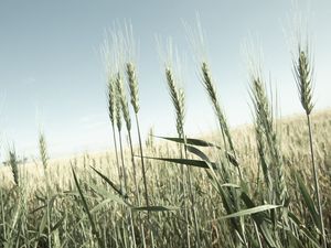 A BELEZA DO TRIGO VERDE