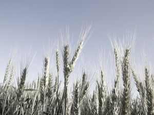 GREEN WHEATS