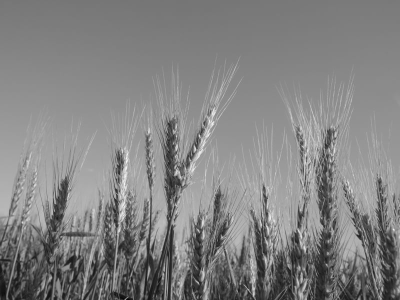 WHEAT - IV- PB