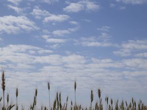 NUVENS E TRIGOS
