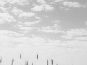 NUVENS E TRIGOS - PB