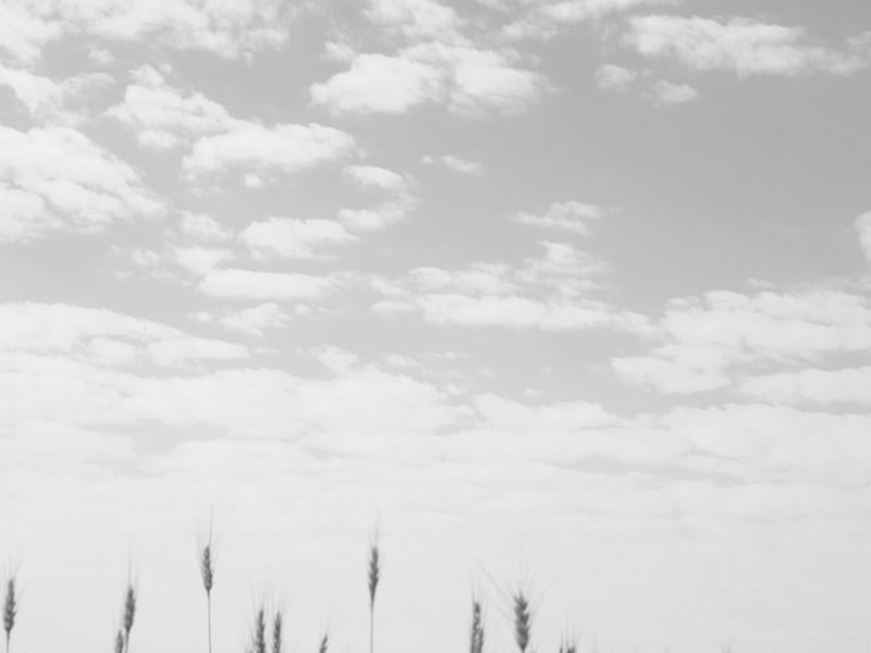 NUVENS E TRIGOS - PB