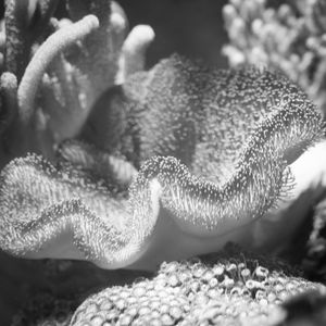ALGA E CONCHA NO FUNDO DO MAR