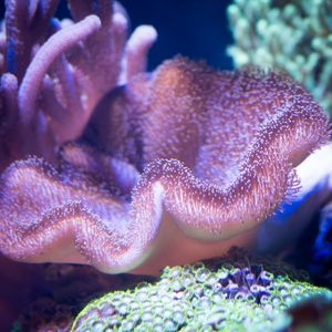 ALGA CORAL