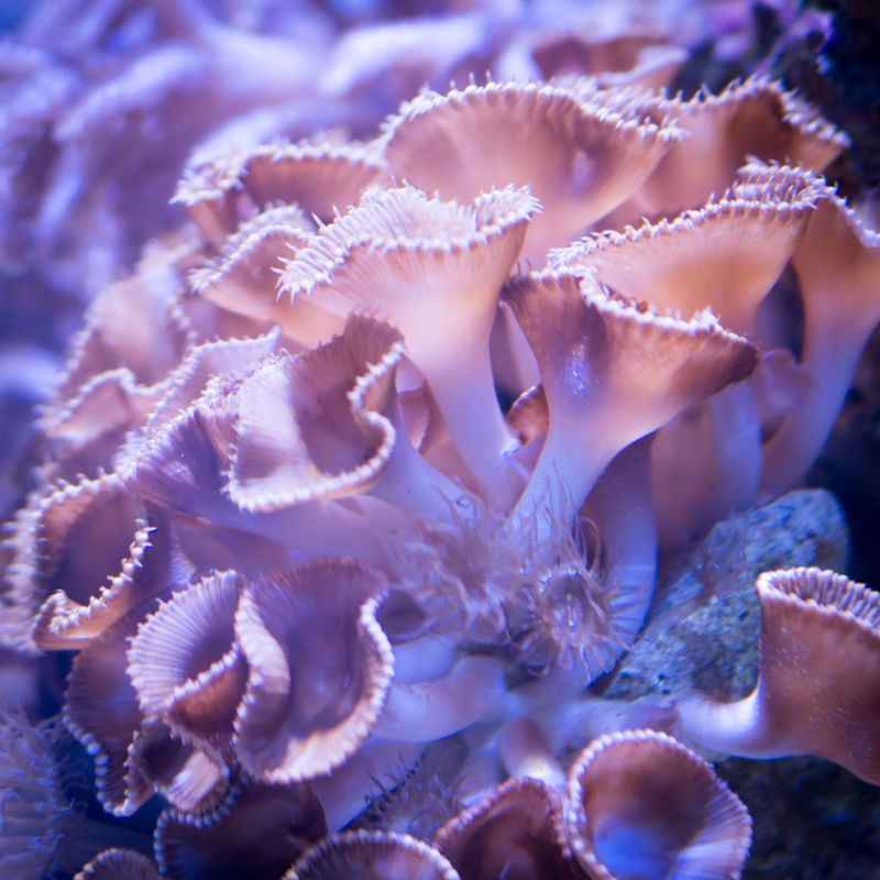ALGA CORAL2