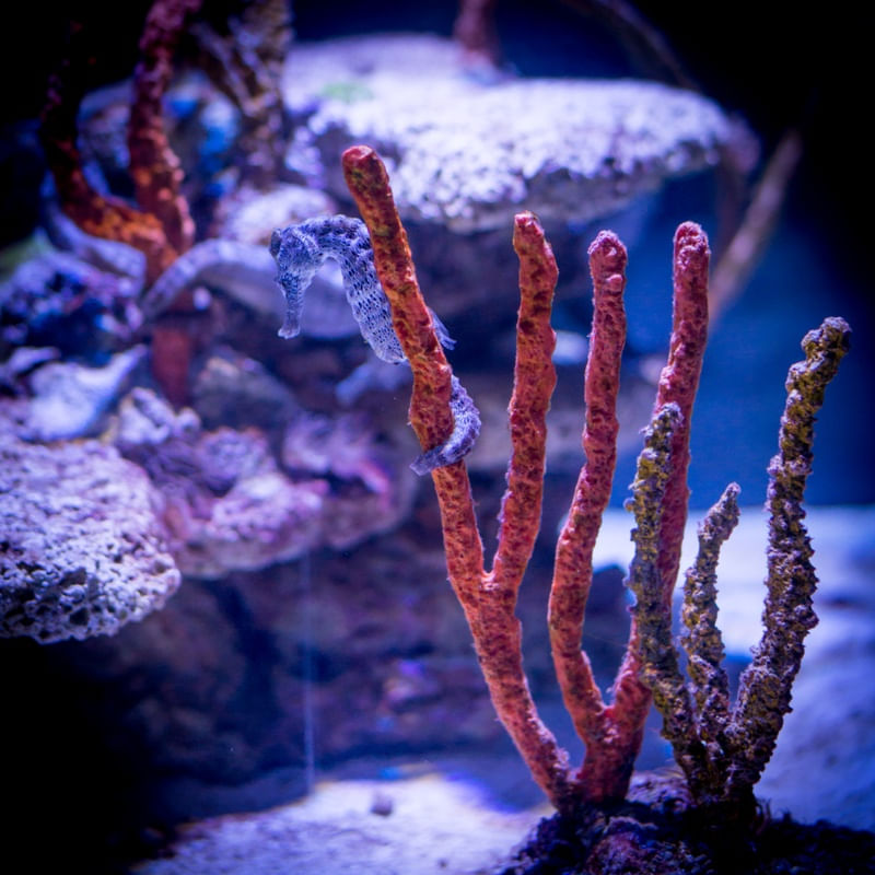CAVALO MARINHO EM CORAL
