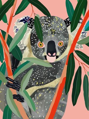 KOALA I