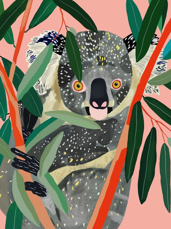 KOALA I