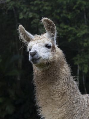 LHAMA CURIOSA