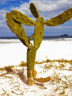 CACTOS VI