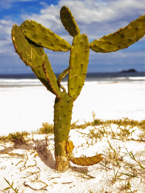CACTOS VI
