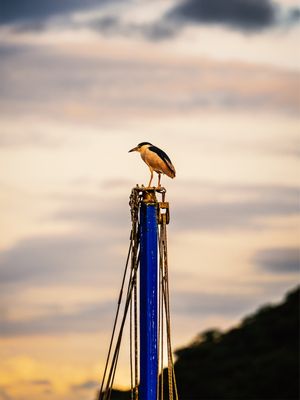 OBSERVADOR VI