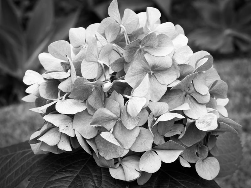 HORTÊNCIA FLORAL EM PB