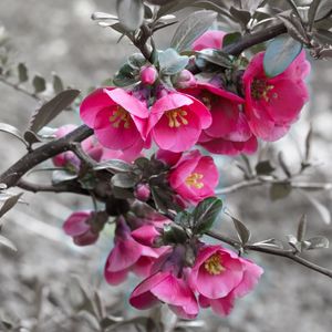 ROSAS EM TONS DE CINZA