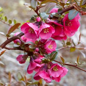 ROSAS EM TONS DE RETRÔ