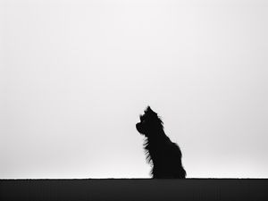 PB PET BY AI