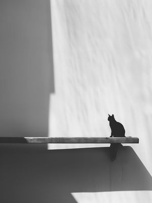 PB GATO NO SOL BY AI