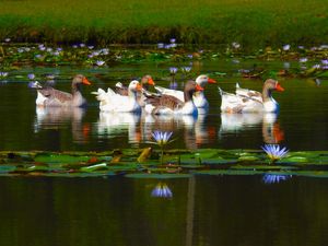 FAMÍLIA DE MARRECOS NA LAGOA