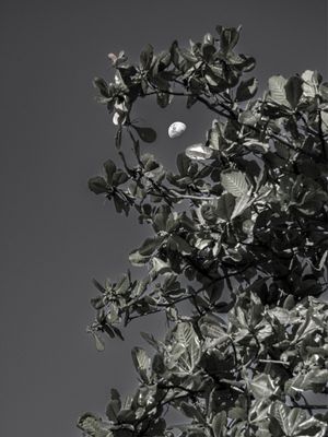 LUA E MOLDURA EM PRETO E BRANCO