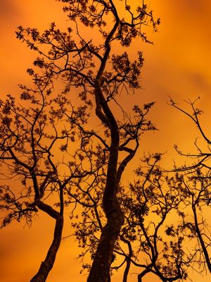 CÉU DE FOGO E ARVORES NEGRAS