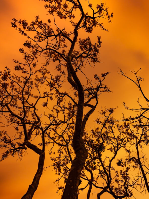 CÉU DE FOGO E ARVORES NEGRAS