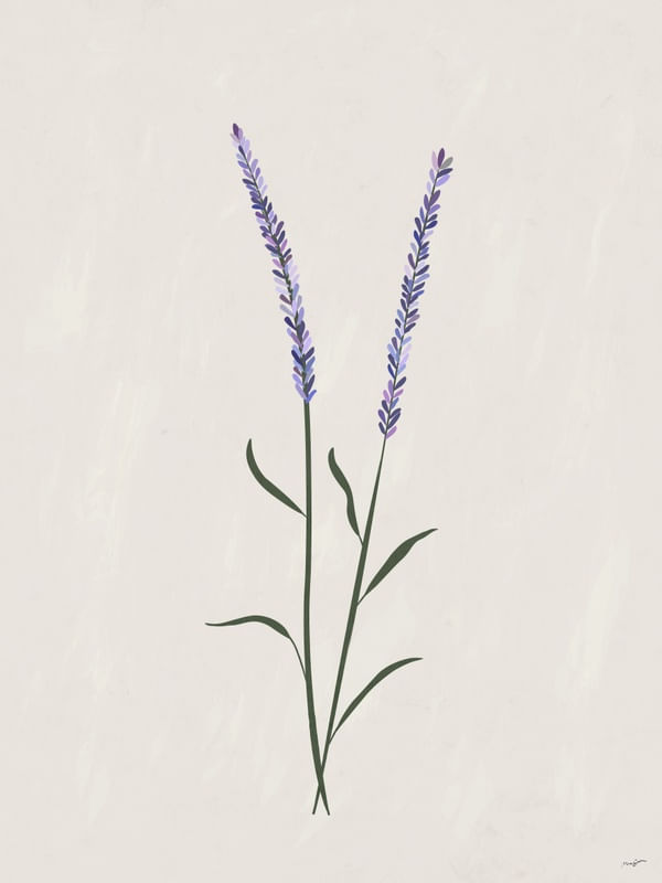 BOTANIC LAVENDER FIG