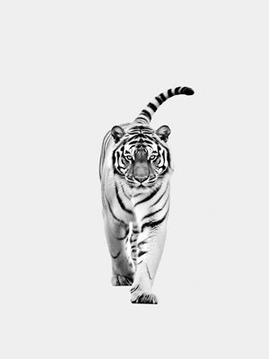 ANIMAL TIGRE BY AI