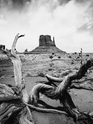 ÁRVORE SECA NO MONUMENT VALLEY