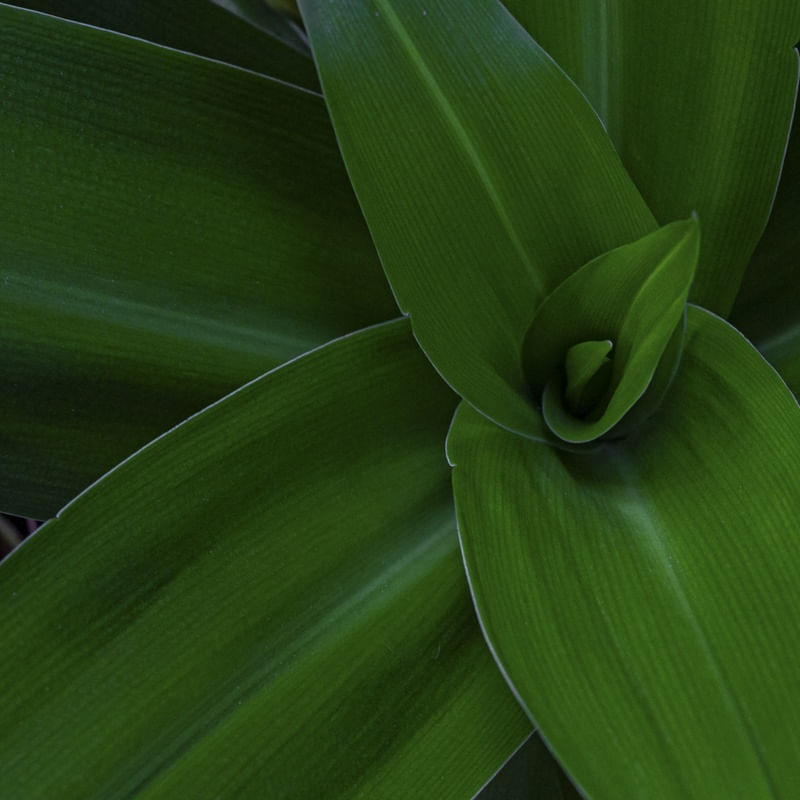 PLANTA VERDE 01
