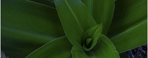 PLANTA VERDE 04