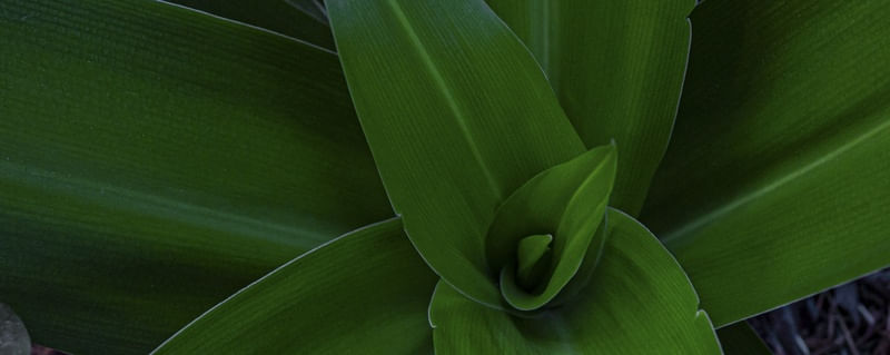 PLANTA VERDE 04