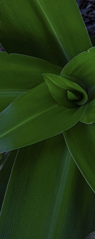 PLANTA VERDE 03