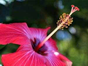 FLOR DE HIBISCO COM FUNDO EMBASSADO