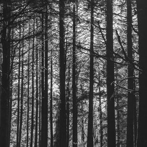 AMANHECER NA FLORESTA - S01