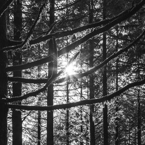 AMANHECER NA FLORESTA - S02