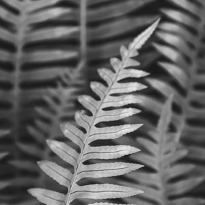 FOLHAS - S02
