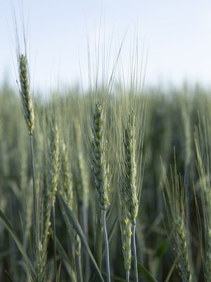 O TRIGO VERDE - V