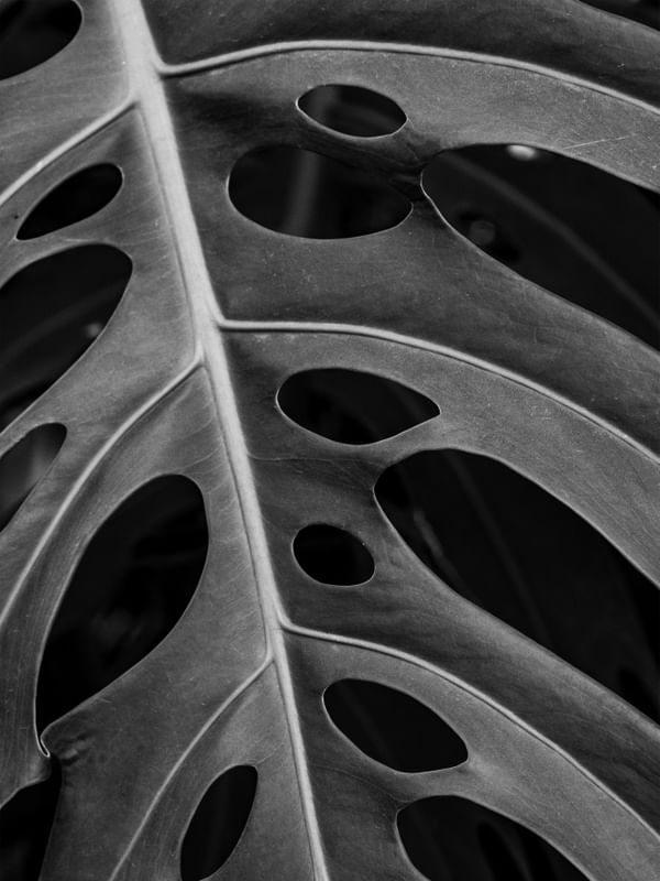 MONSTERA BW