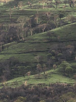 ÁRVORES EM CAMADAS