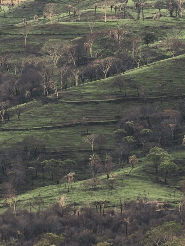 ÁRVORES EM CAMADAS