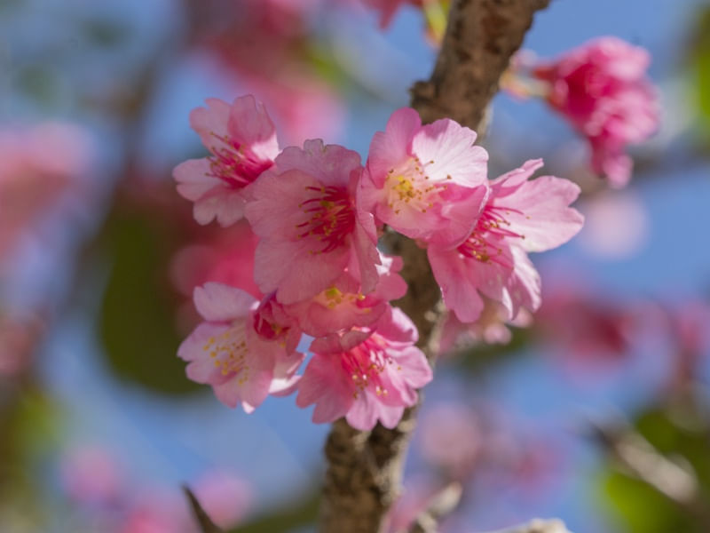 11 FLOR DE CEREJEIRA