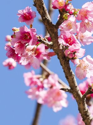 02 FLOR DE CEREJEIRA