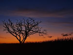 PÔR-DO-SOL NO CERRADO