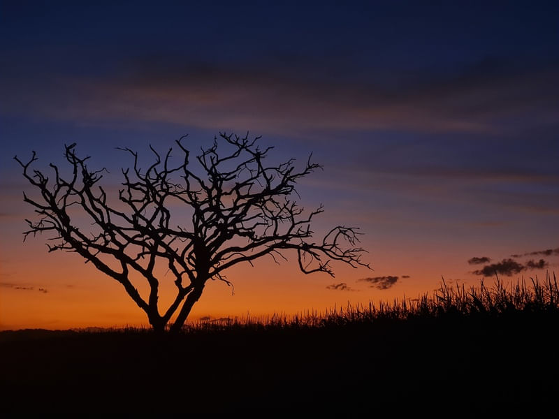 PÔR-DO-SOL NO CERRADO
