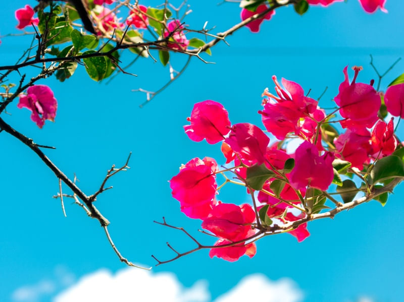 BOUGAINVILLE ROSA